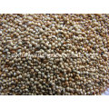 White Broomcorn Millet